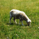 Sheep at Tawanda Farm