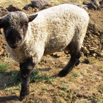 Lamb at Tawanda Farm