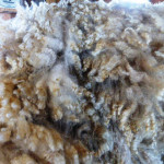 Fleece from Tawanda Farm