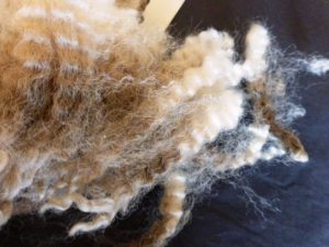 Sample of Jennings' Fleece